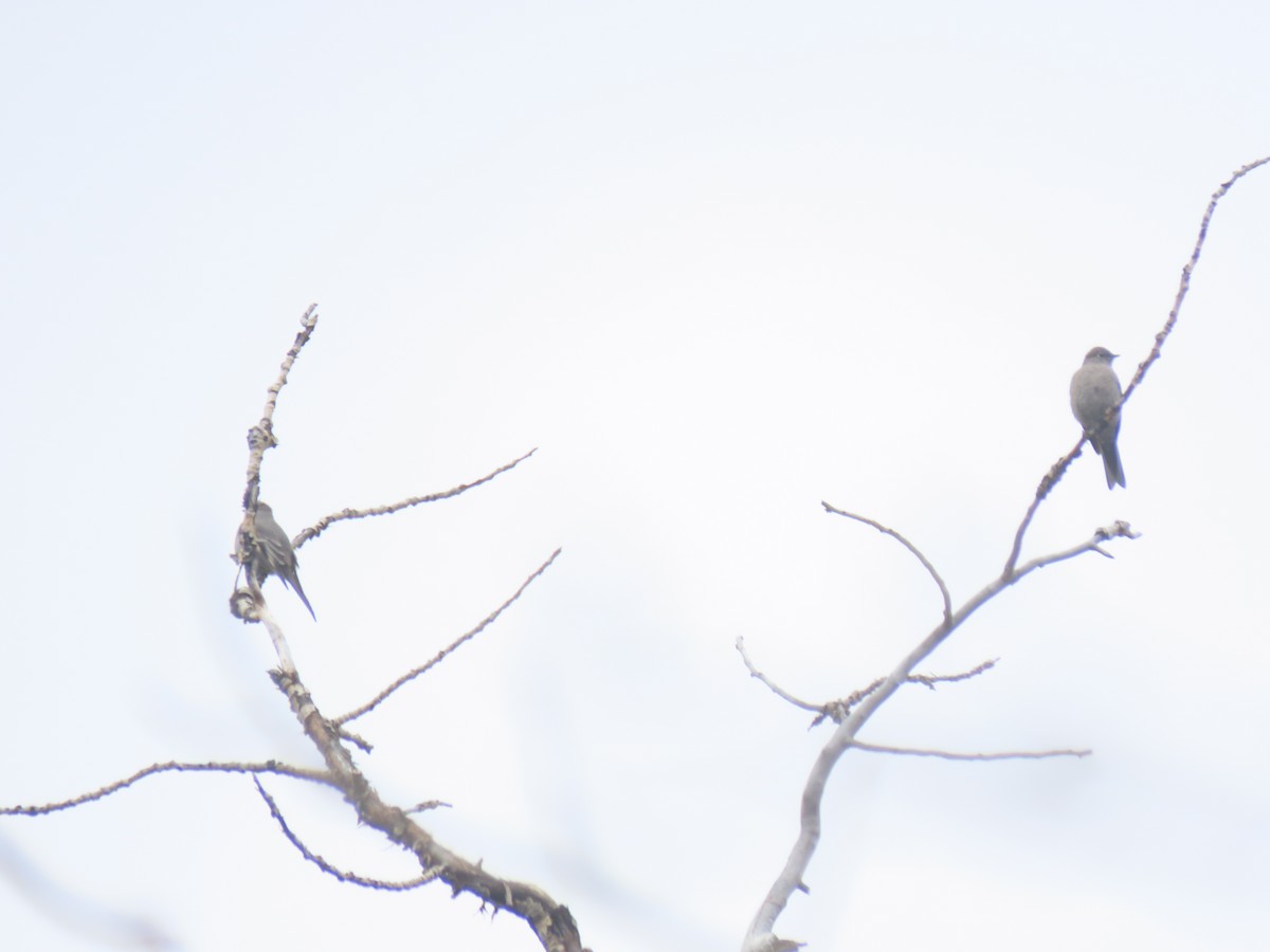 Townsend's Solitaire - ML619339779