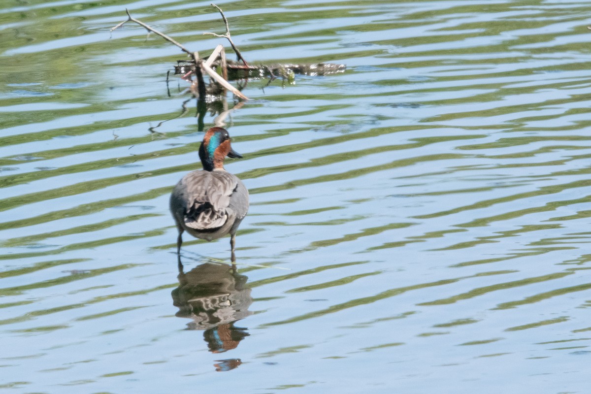 Green-winged Teal - ML619339783