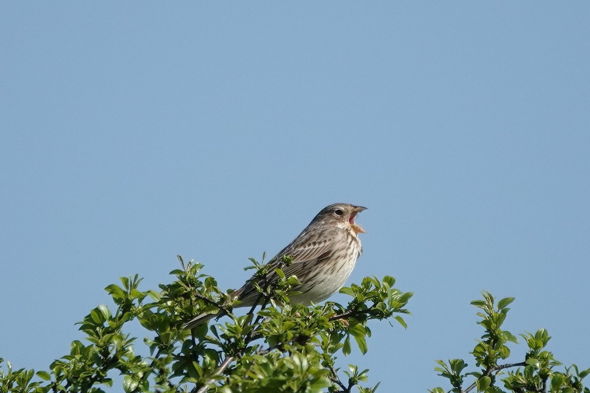 Corn Bunting - Roly Pitts