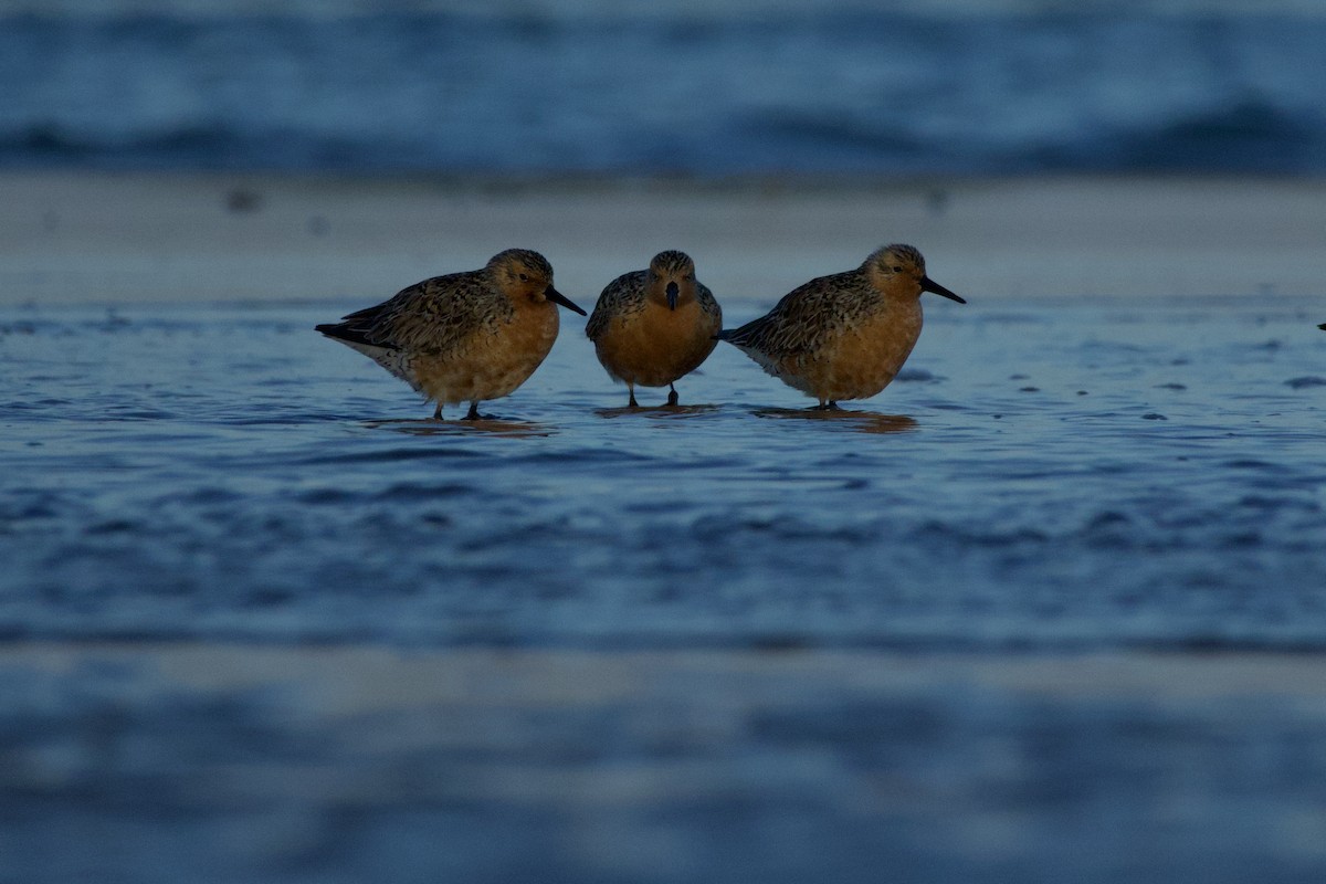 Red Knot - Jacob Annis