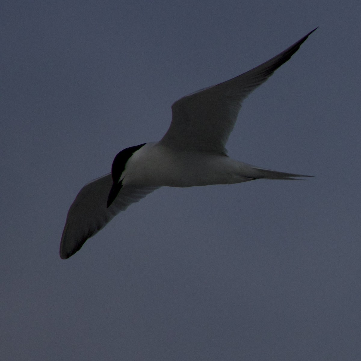 Gull-billed Tern - Jacob Annis