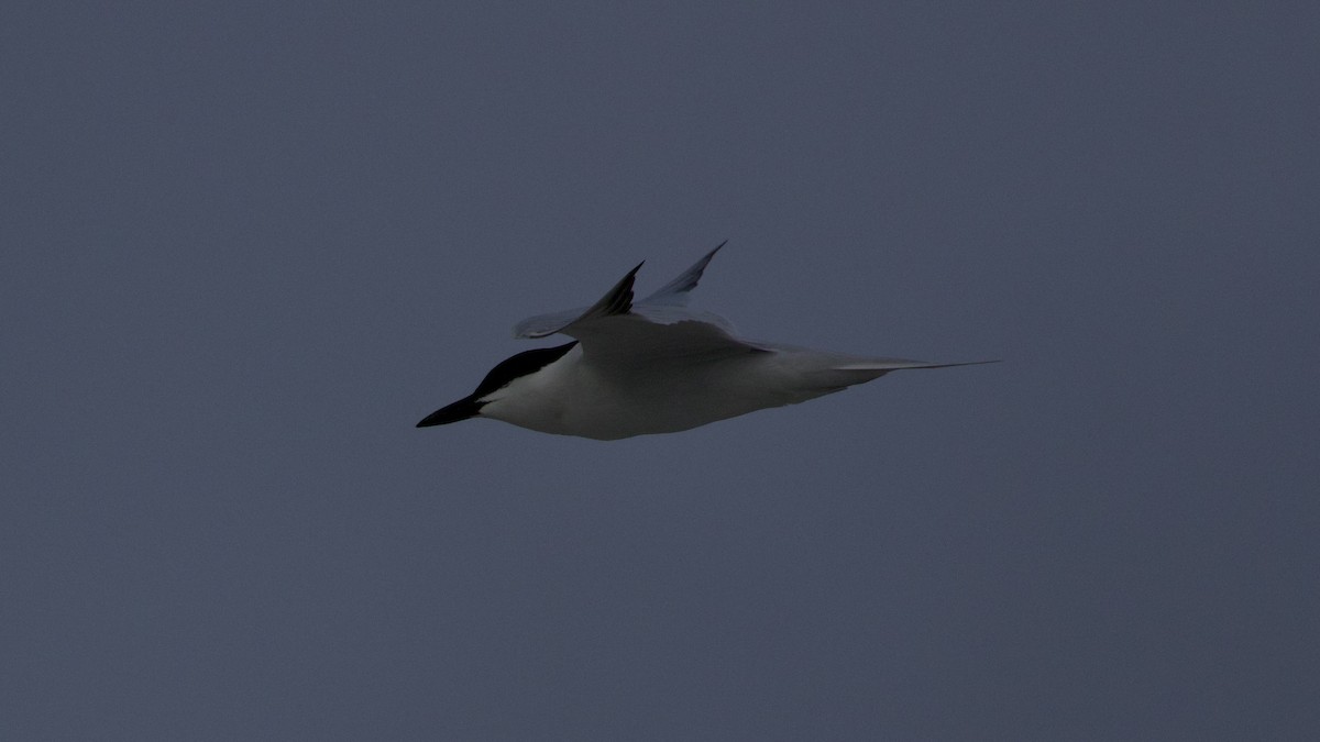 Gull-billed Tern - Jacob Annis