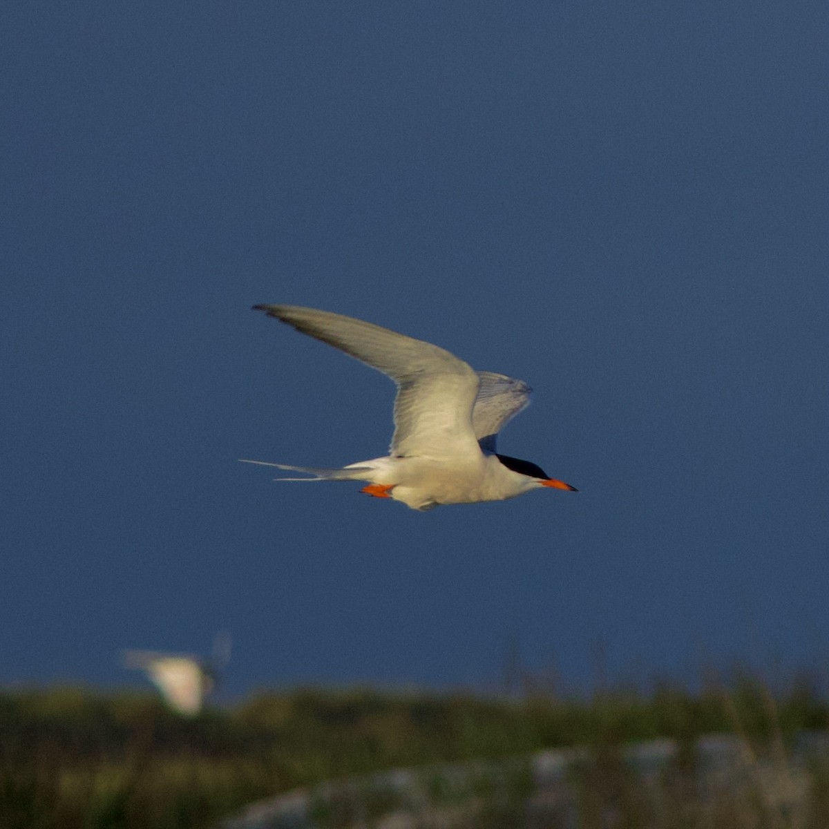 Common Tern - Jacob Annis