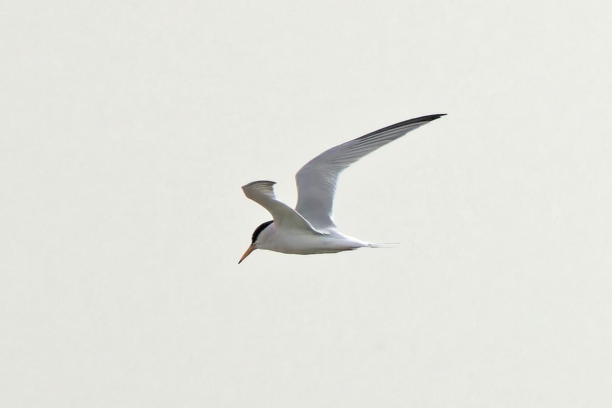 Little Tern - leon berthou