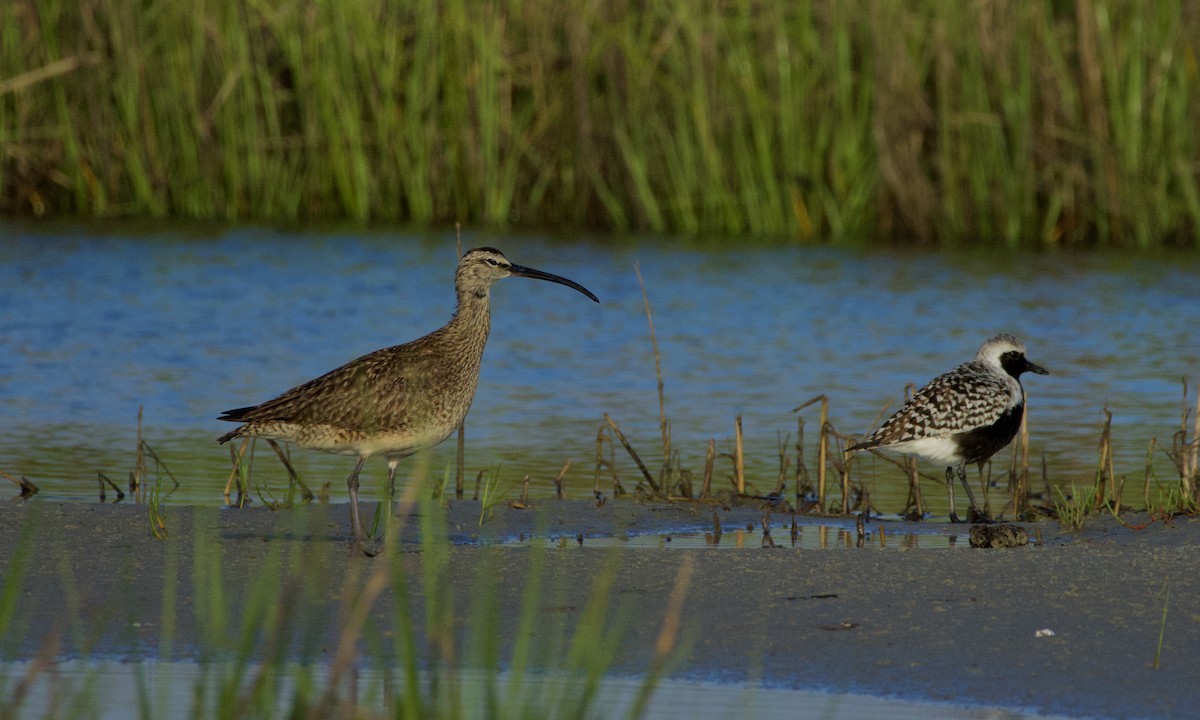 Regenbrachvogel - ML619339843