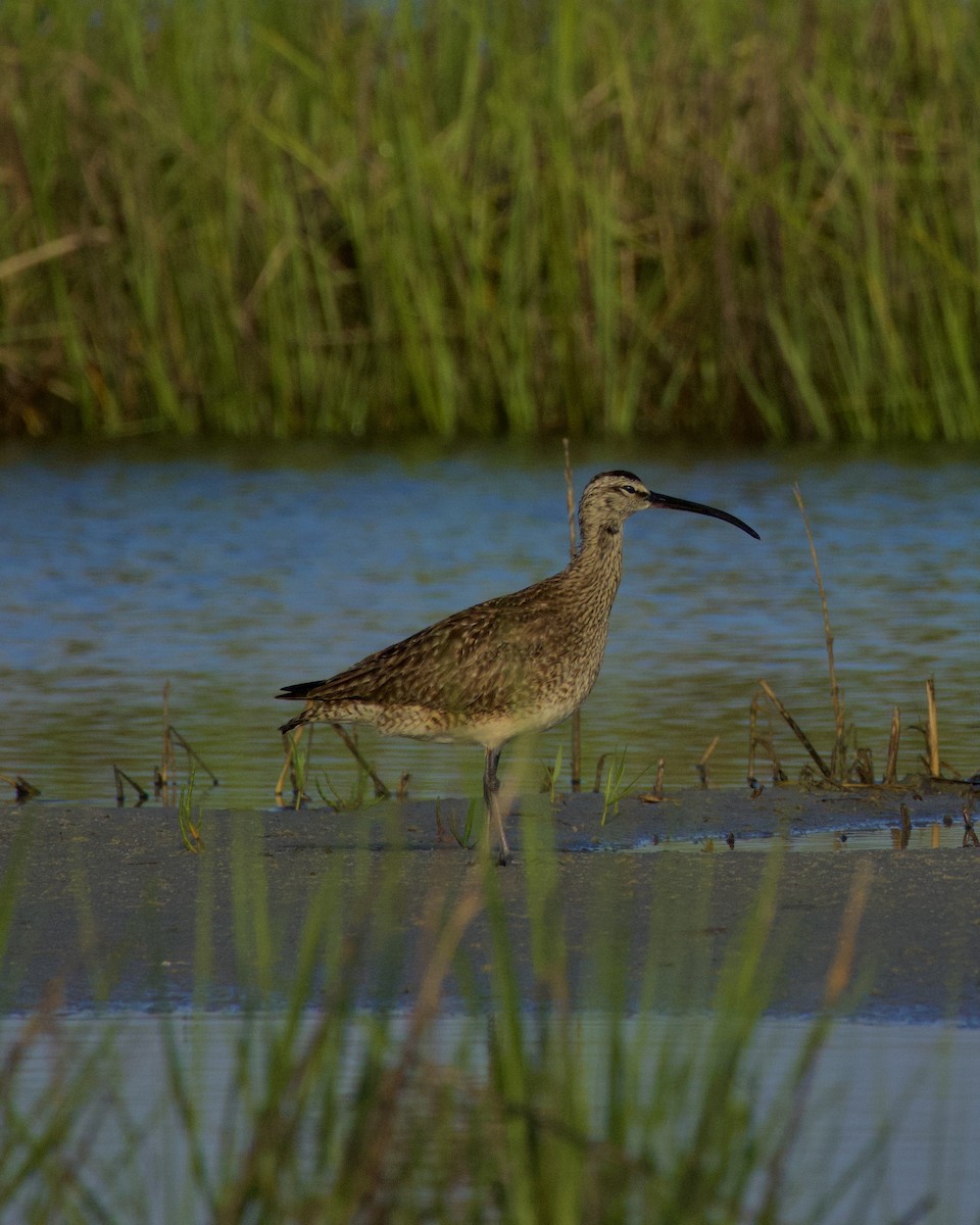 Regenbrachvogel - ML619339844