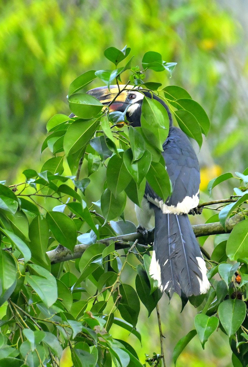 Oriental Pied-Hornbill - ML619339846