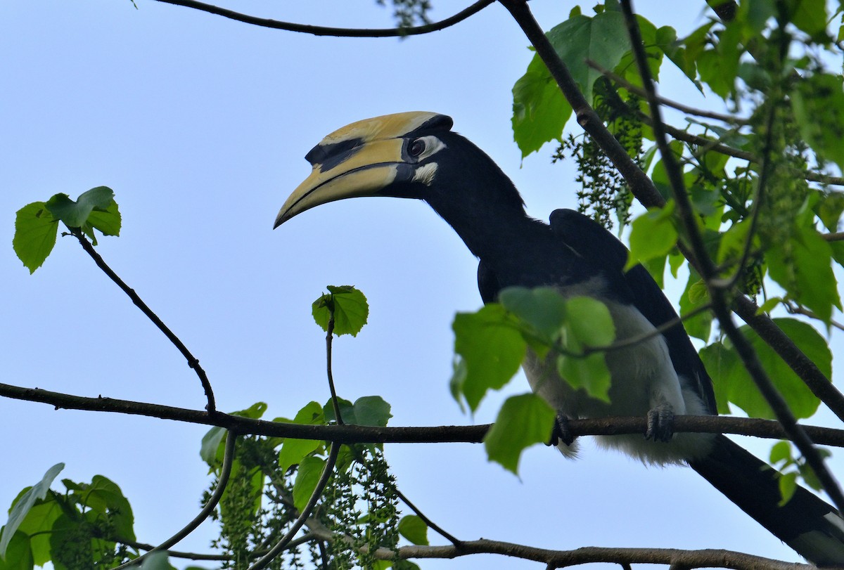 Oriental Pied-Hornbill - ML619339849