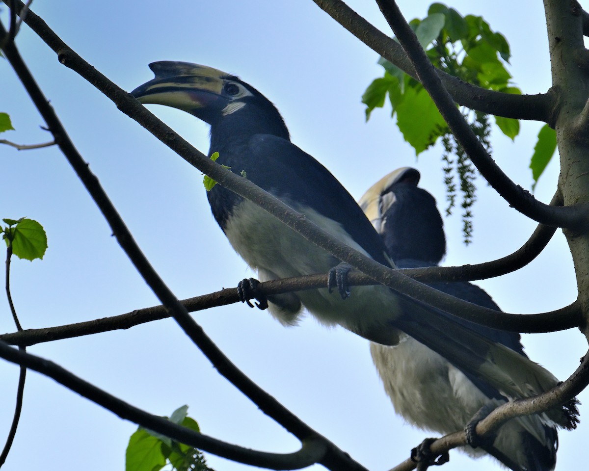 Oriental Pied-Hornbill - ML619339851