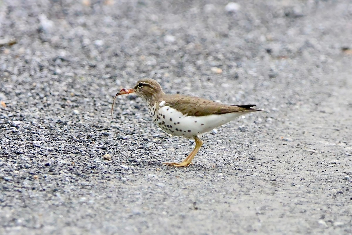 Spotted Sandpiper - ML619339853