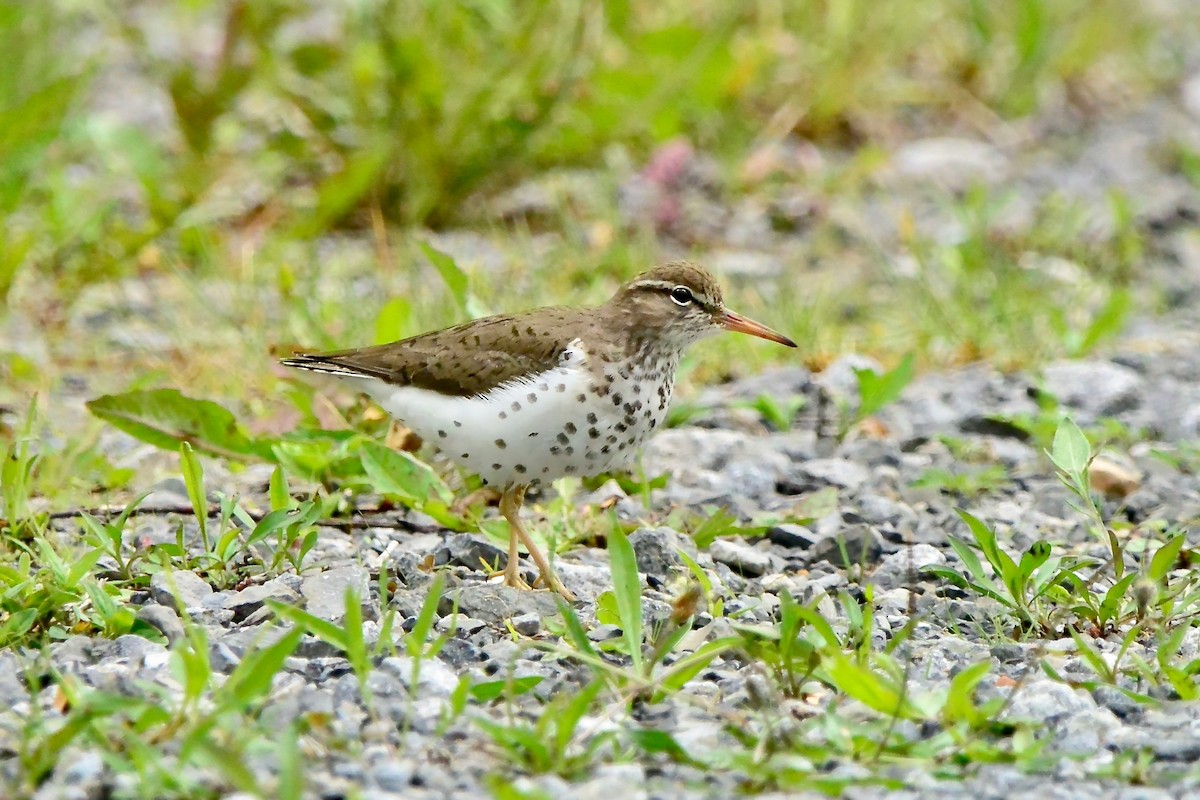 Spotted Sandpiper - ML619339854