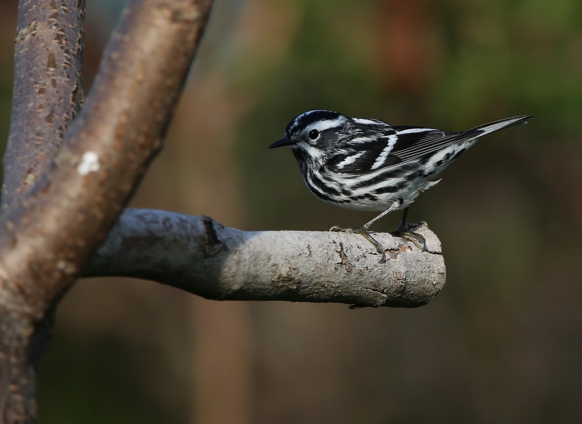 Black-and-white Warbler - Yves Dugré