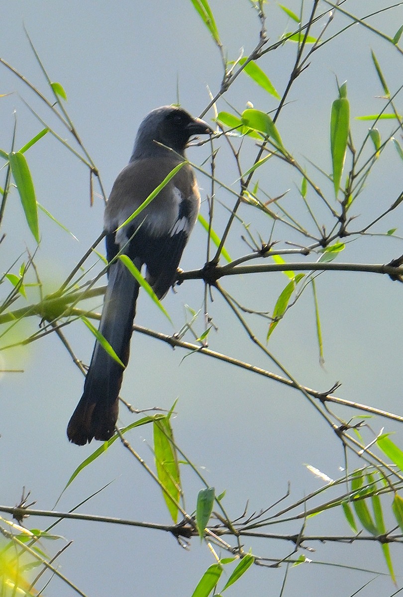 Gray Treepie - Rajesh Gopalan