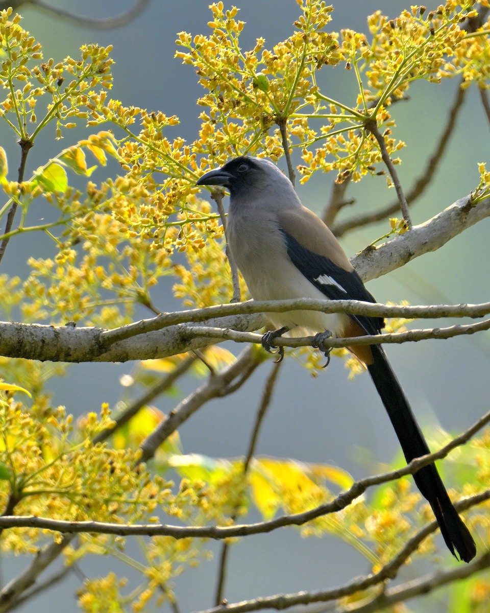 Gray Treepie - ML619339868