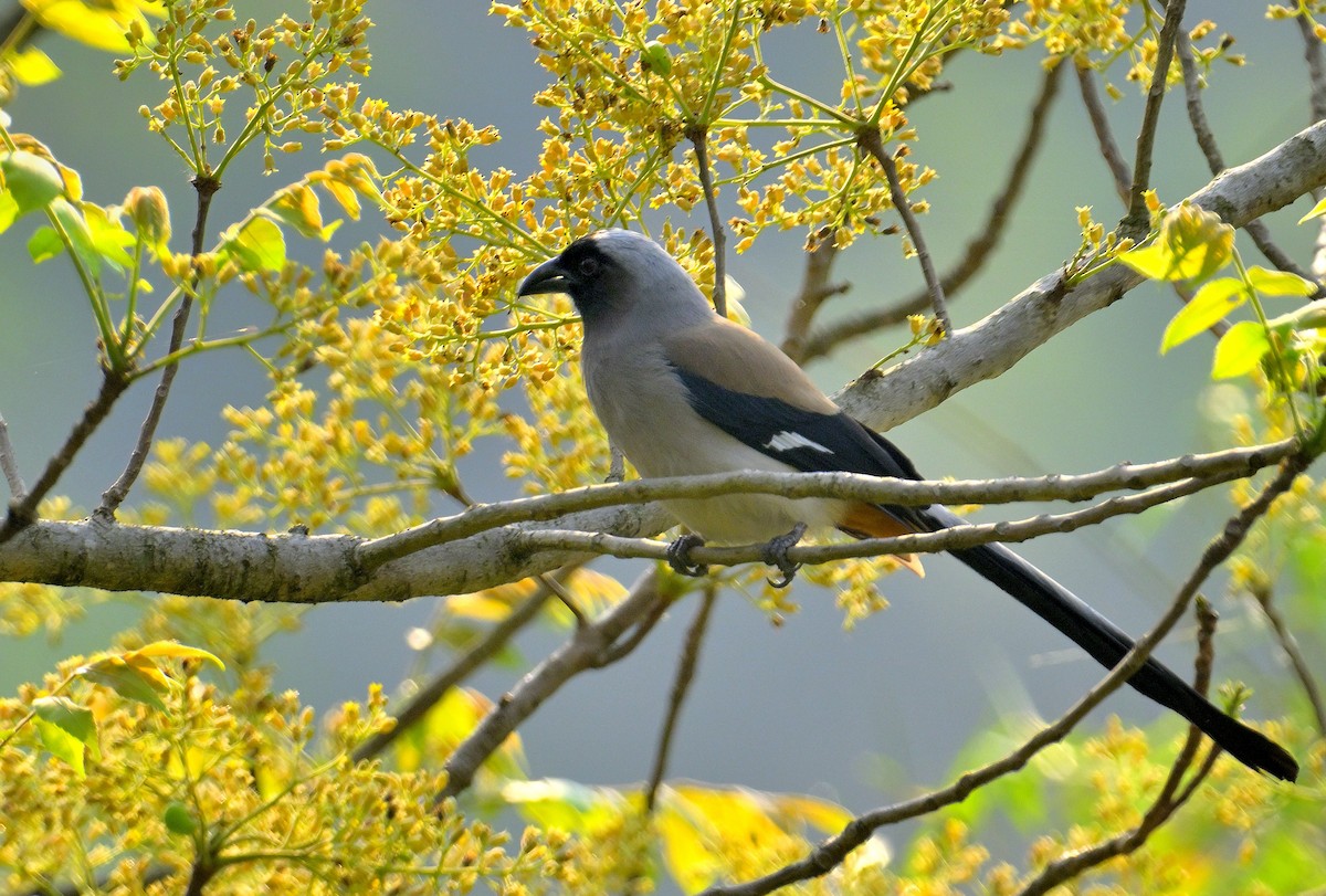 Gray Treepie - ML619339869