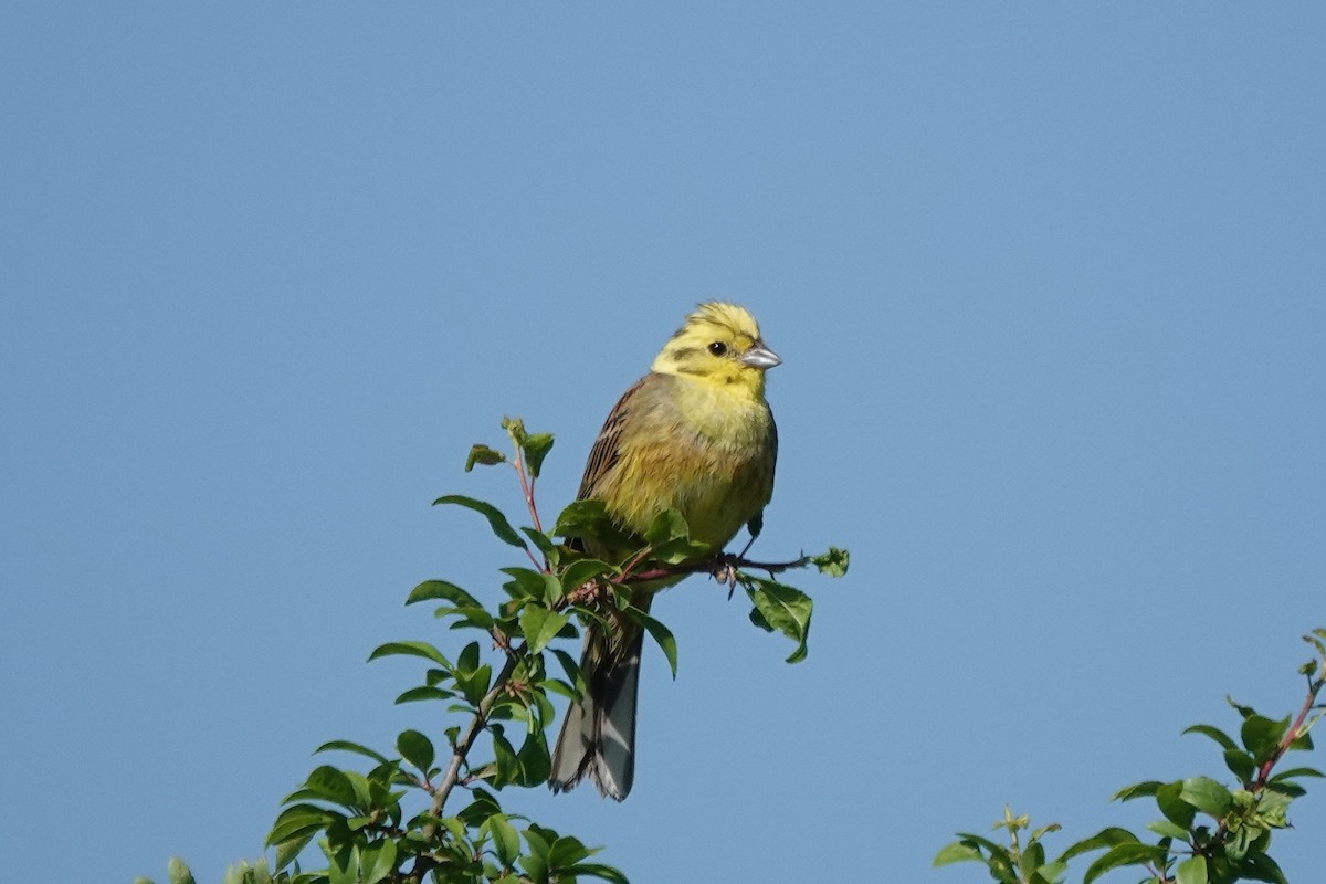 Yellowhammer - Roly Pitts