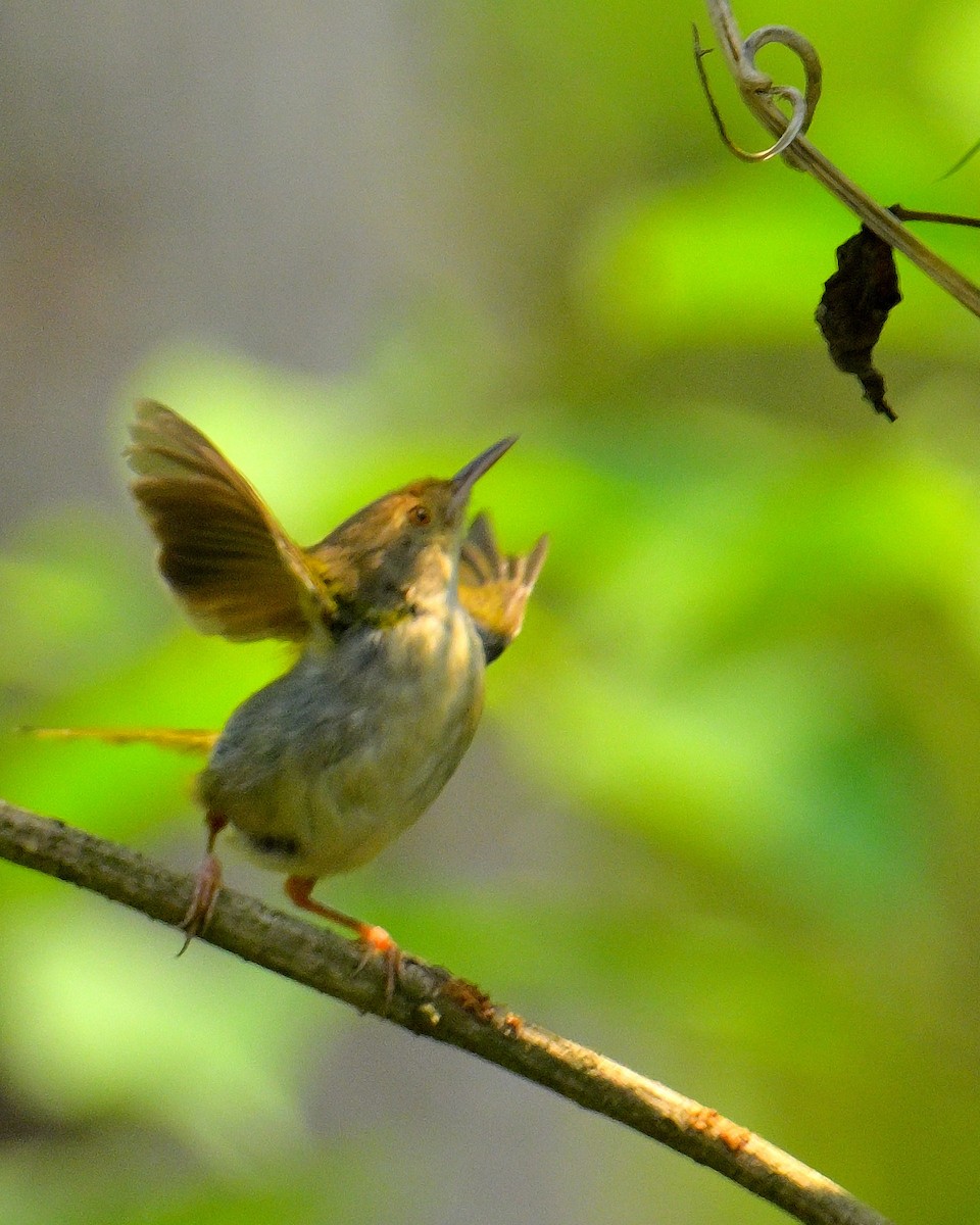 Common Tailorbird - Rajesh Gopalan