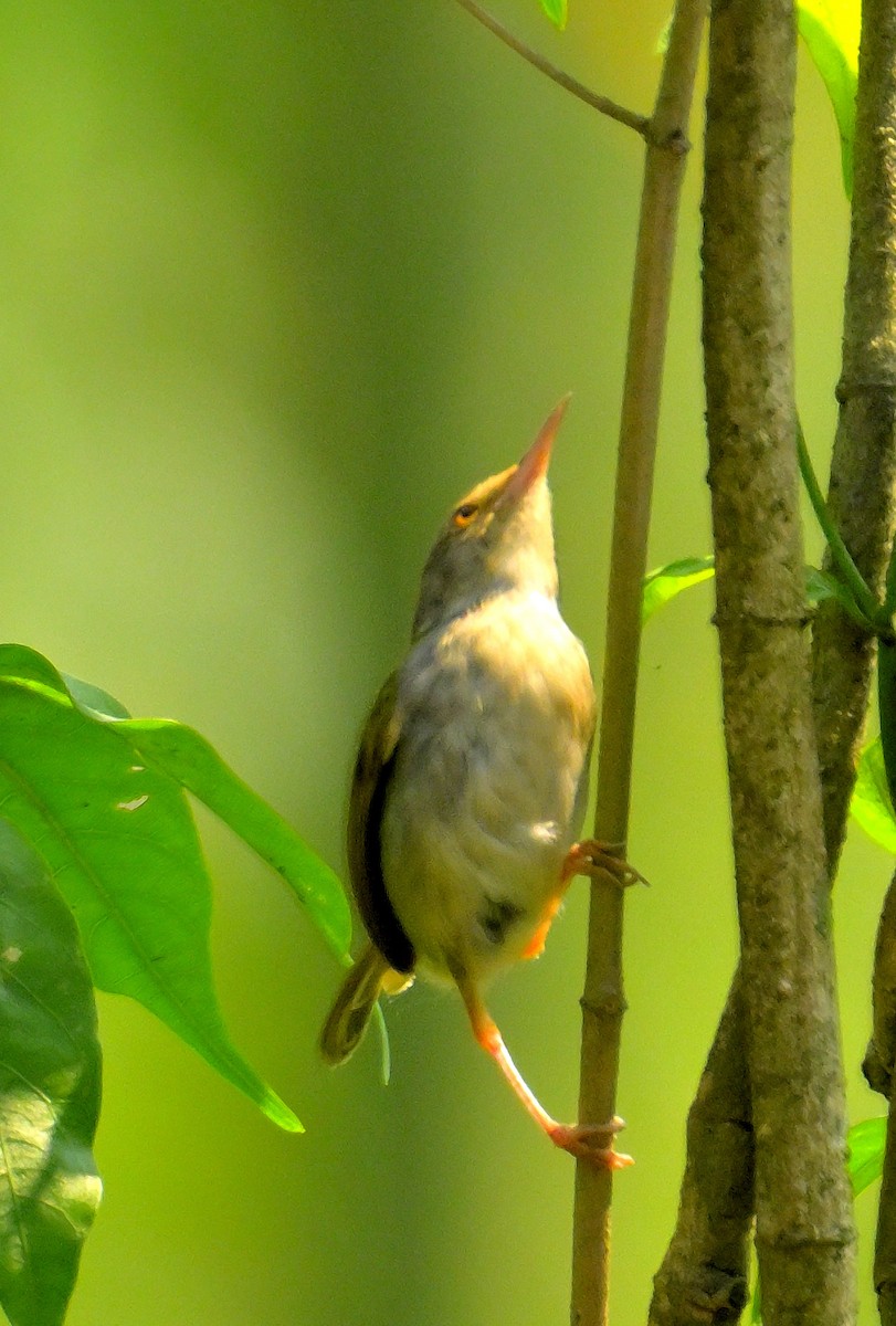 Common Tailorbird - Rajesh Gopalan