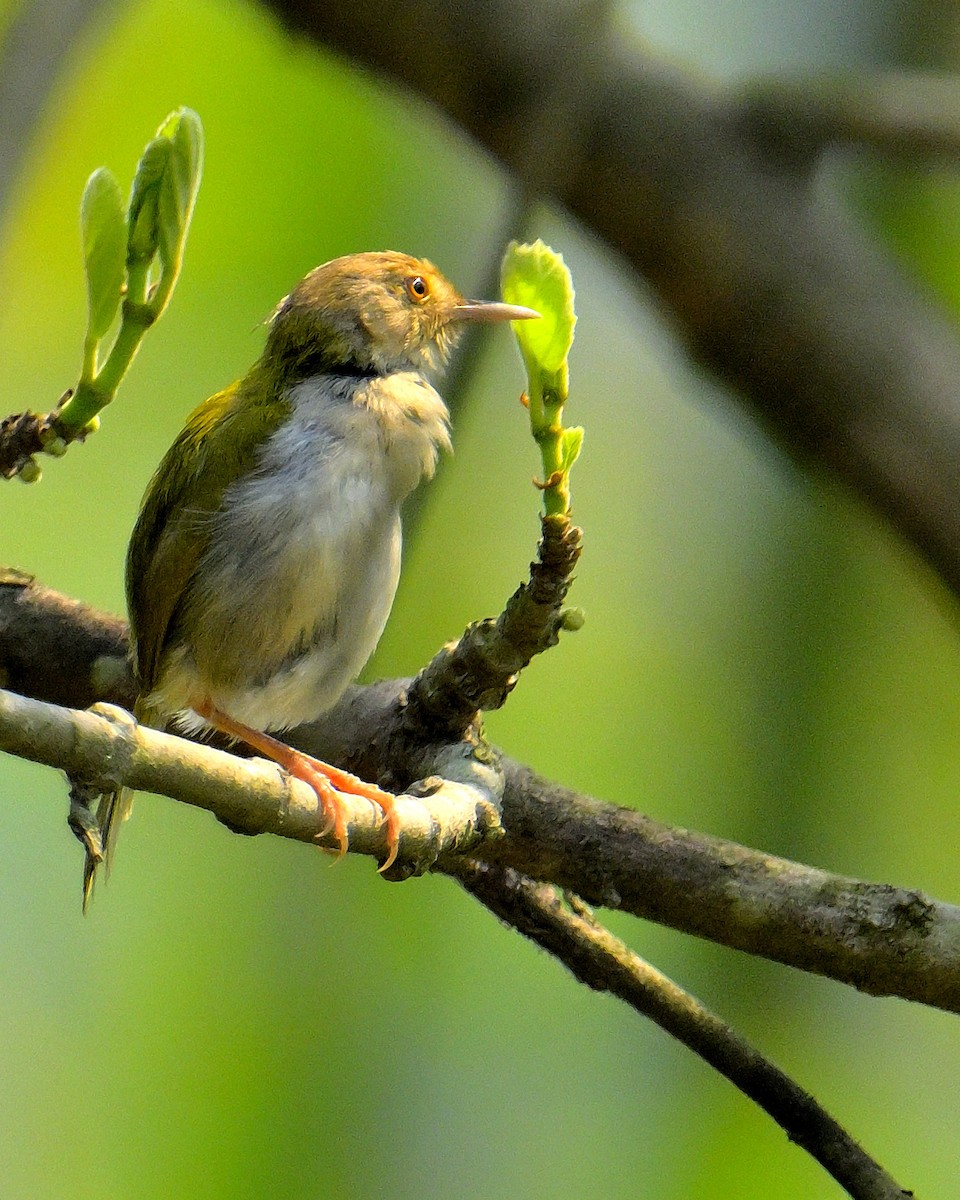 Common Tailorbird - Rajesh Gopalan