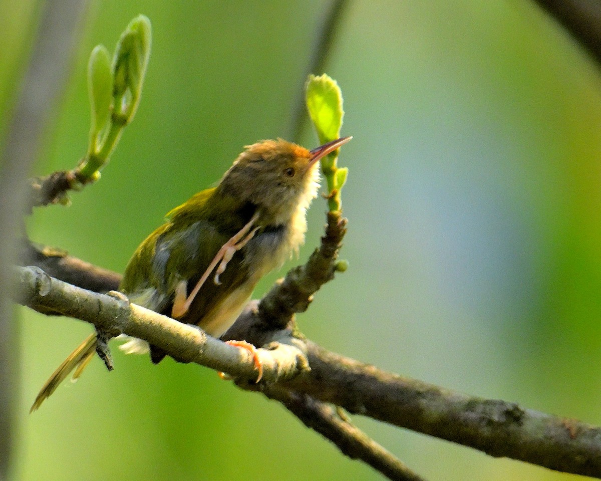 Common Tailorbird - Rajesh Gopalan