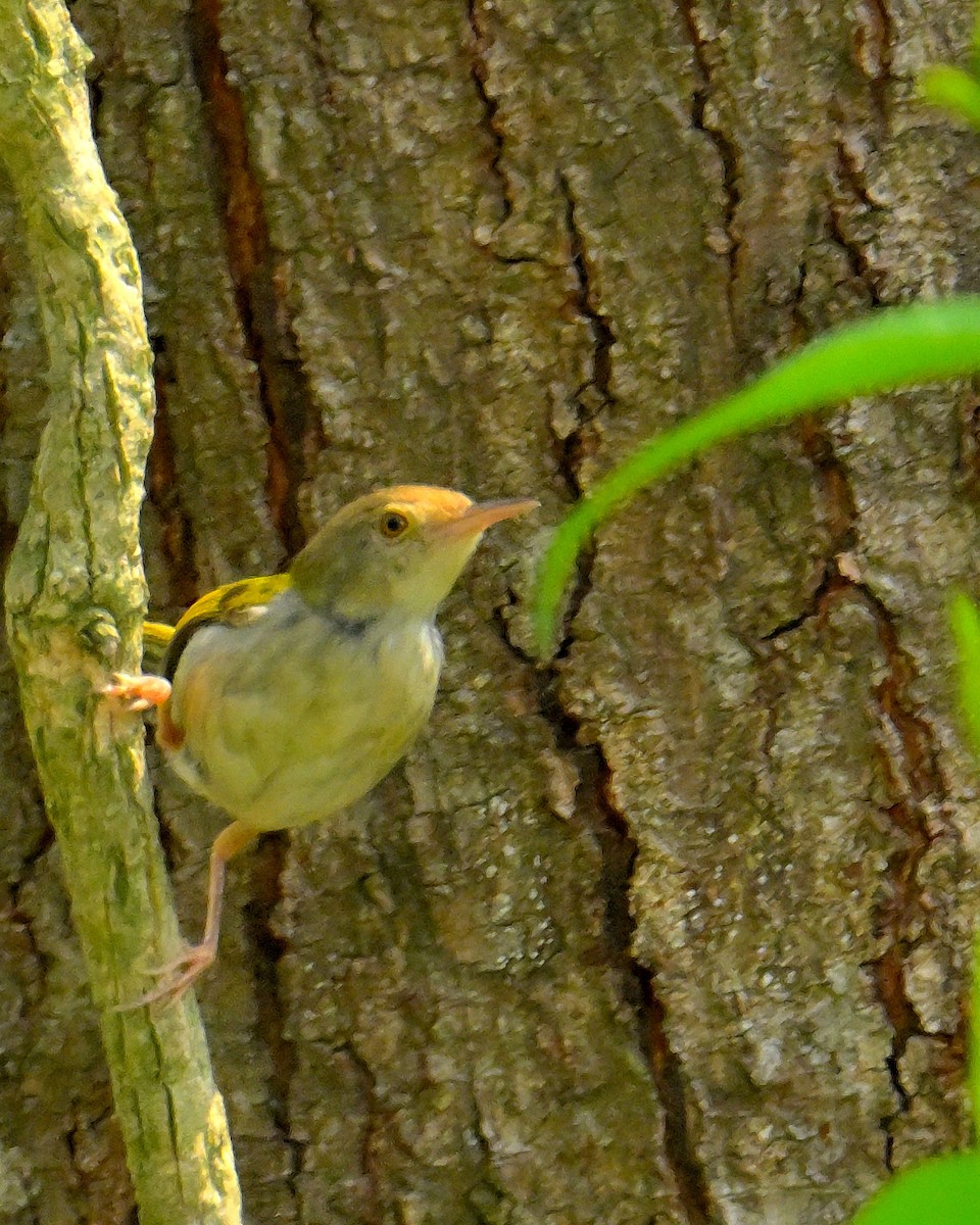 Common Tailorbird - Rajesh Gopalan