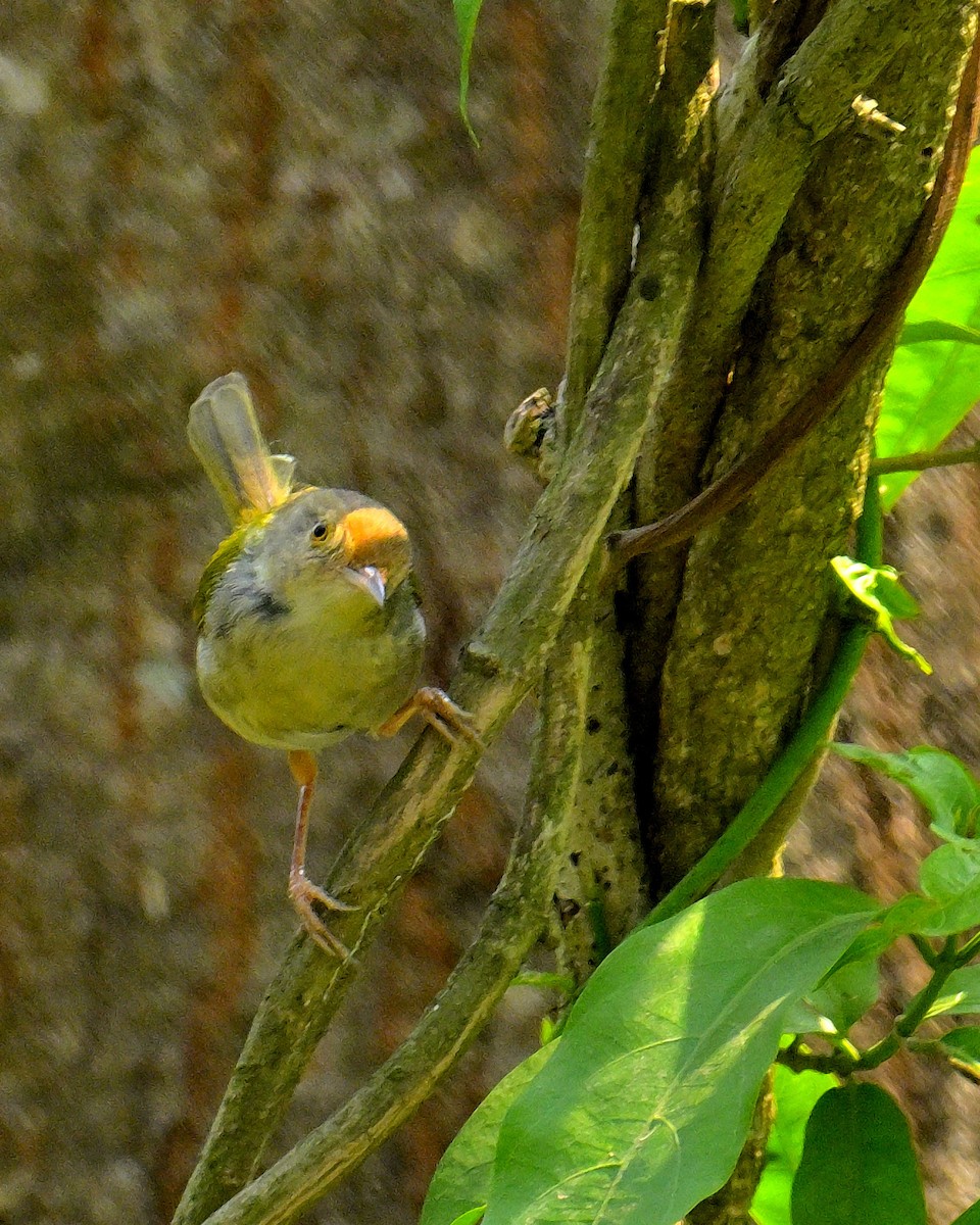 Common Tailorbird - Rajesh Gopalan