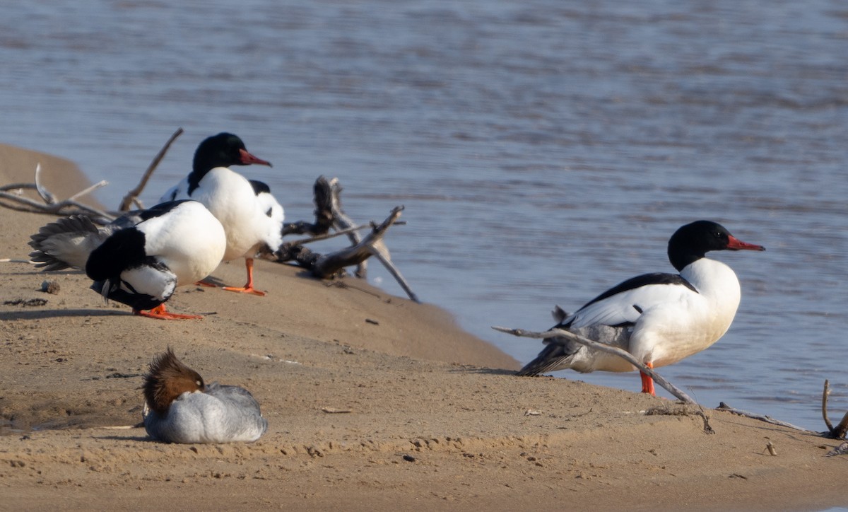 Red-breasted Merganser - Sam Zuckerman