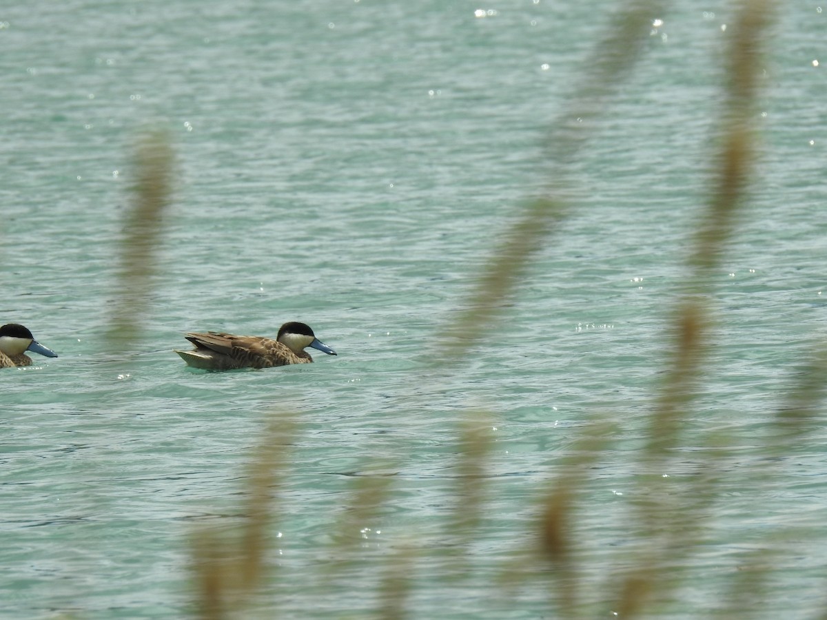 Puna Teal - Fabricio Aguirre