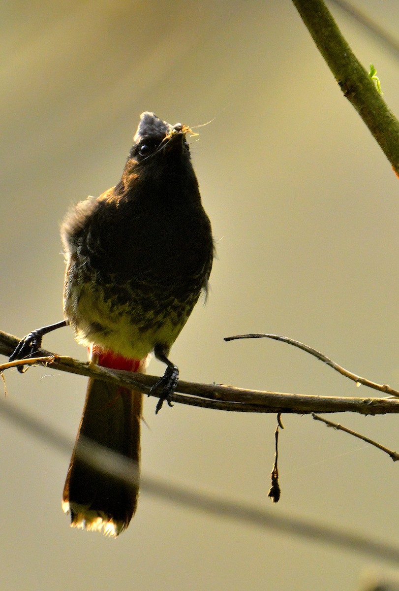 Red-vented Bulbul - Rajesh Gopalan