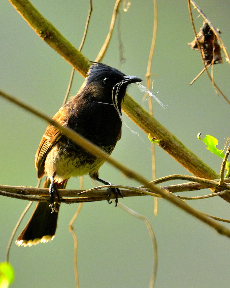 Red-vented Bulbul - ML619339924