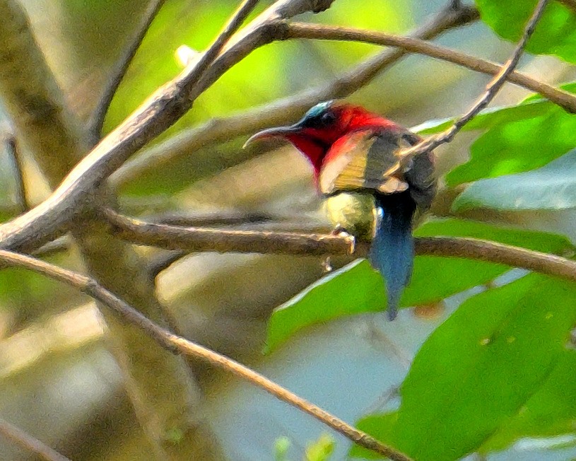 Mrs. Gould's Sunbird - Rajesh Gopalan