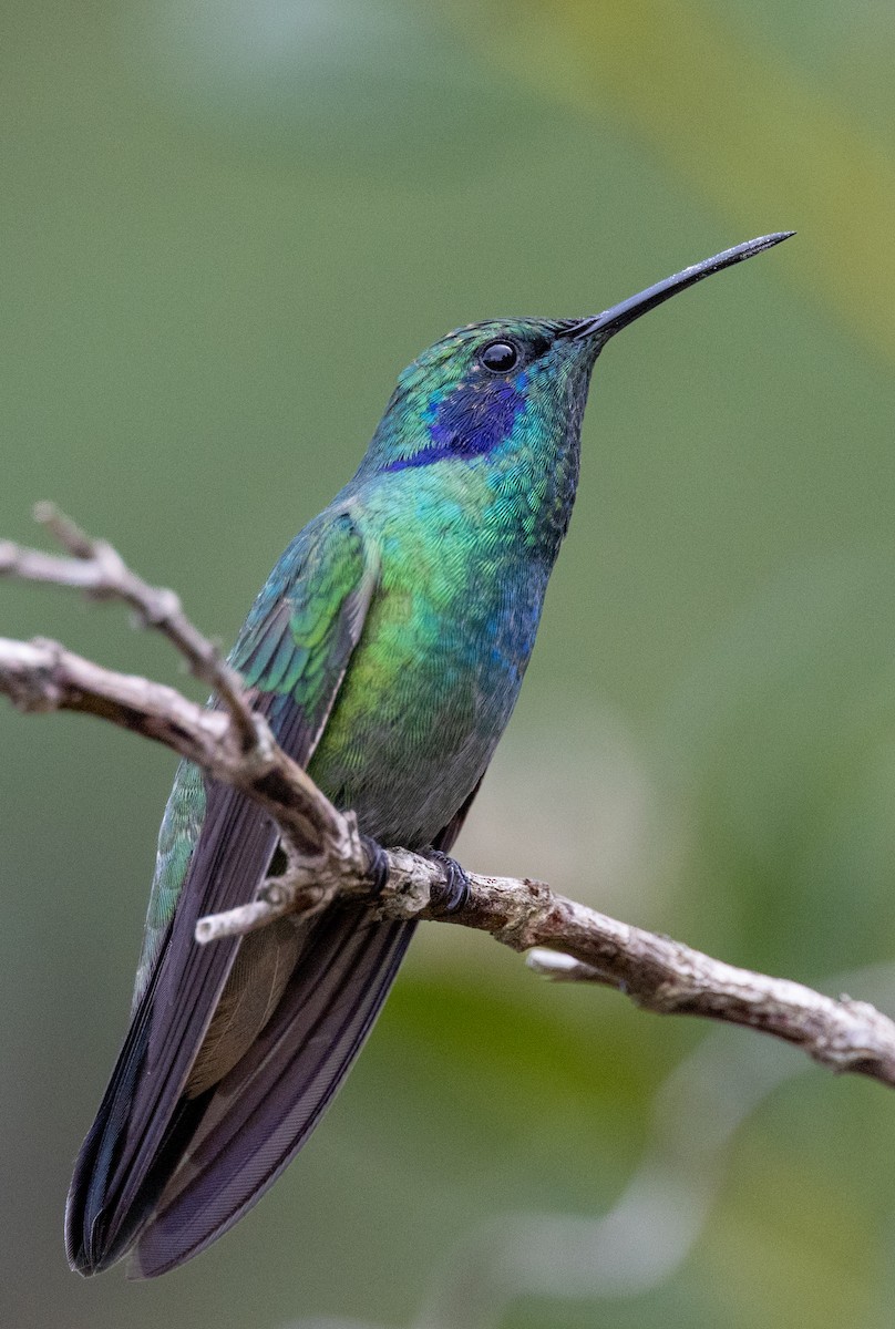 Colibrí Oreja Violeta Menor - ML619339940