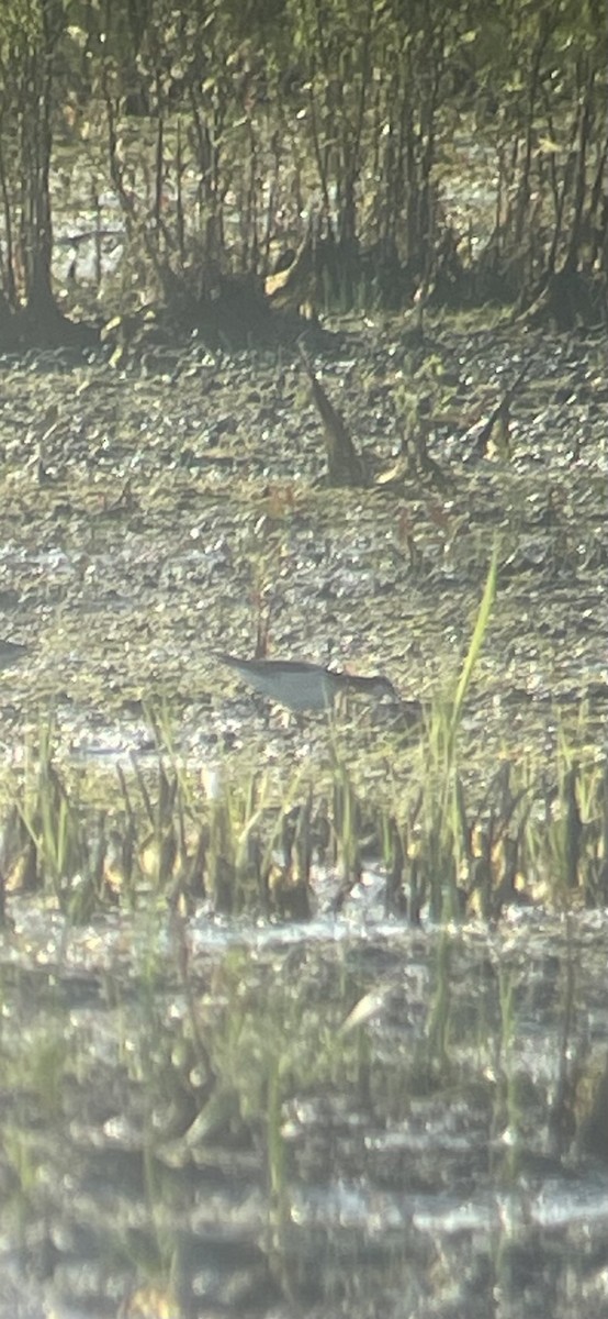 Wilson's Phalarope - ML619339944