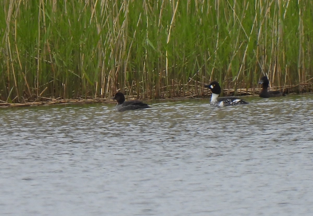 Common Goldeneye - ML619339955