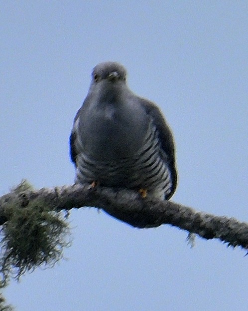 Common Cuckoo - Rajesh Gopalan