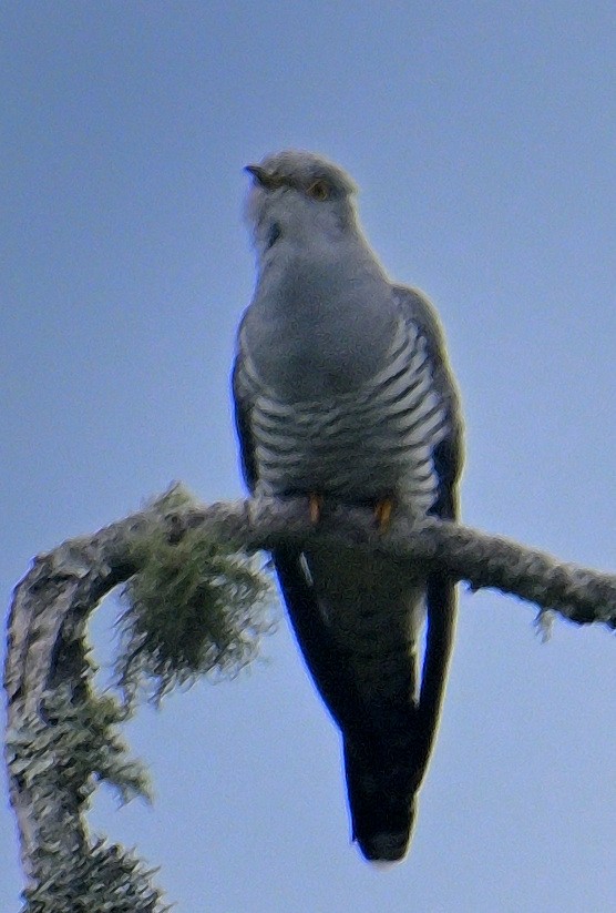 Common Cuckoo - Rajesh Gopalan