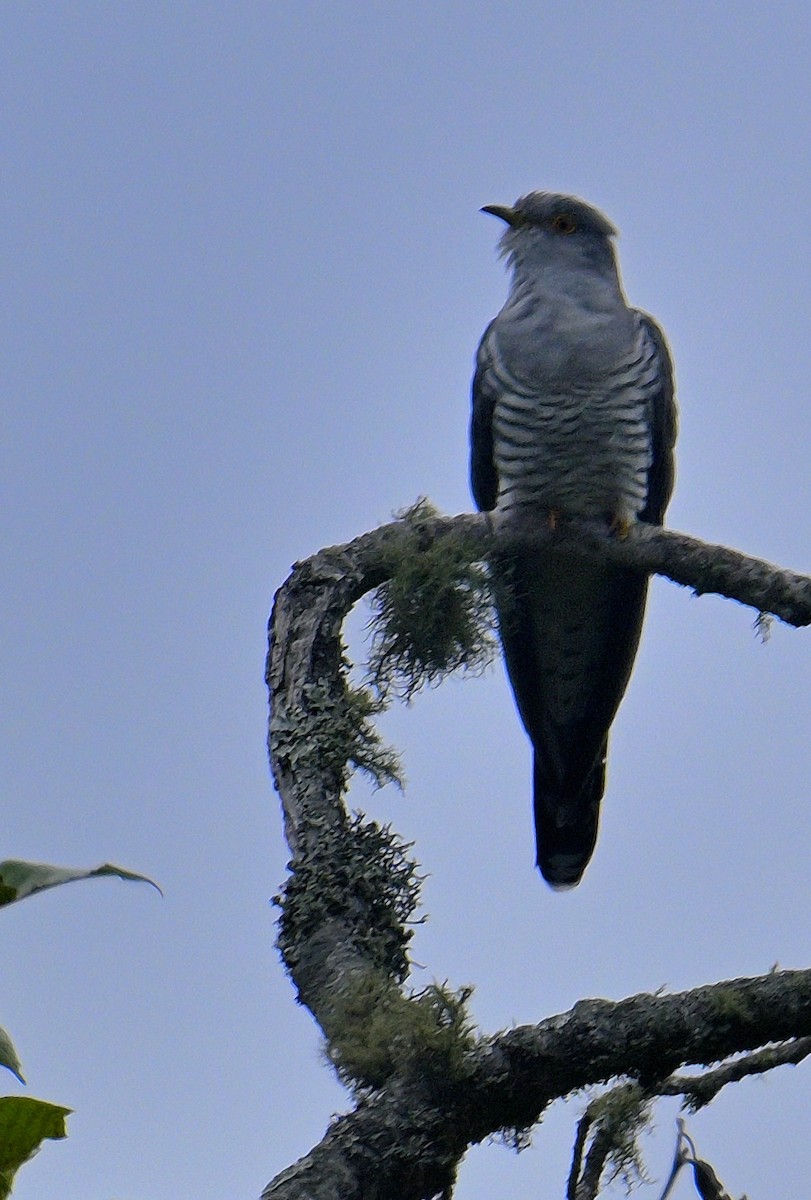 Common Cuckoo - Rajesh Gopalan