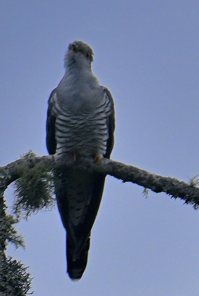 Common Cuckoo - Rajesh Gopalan