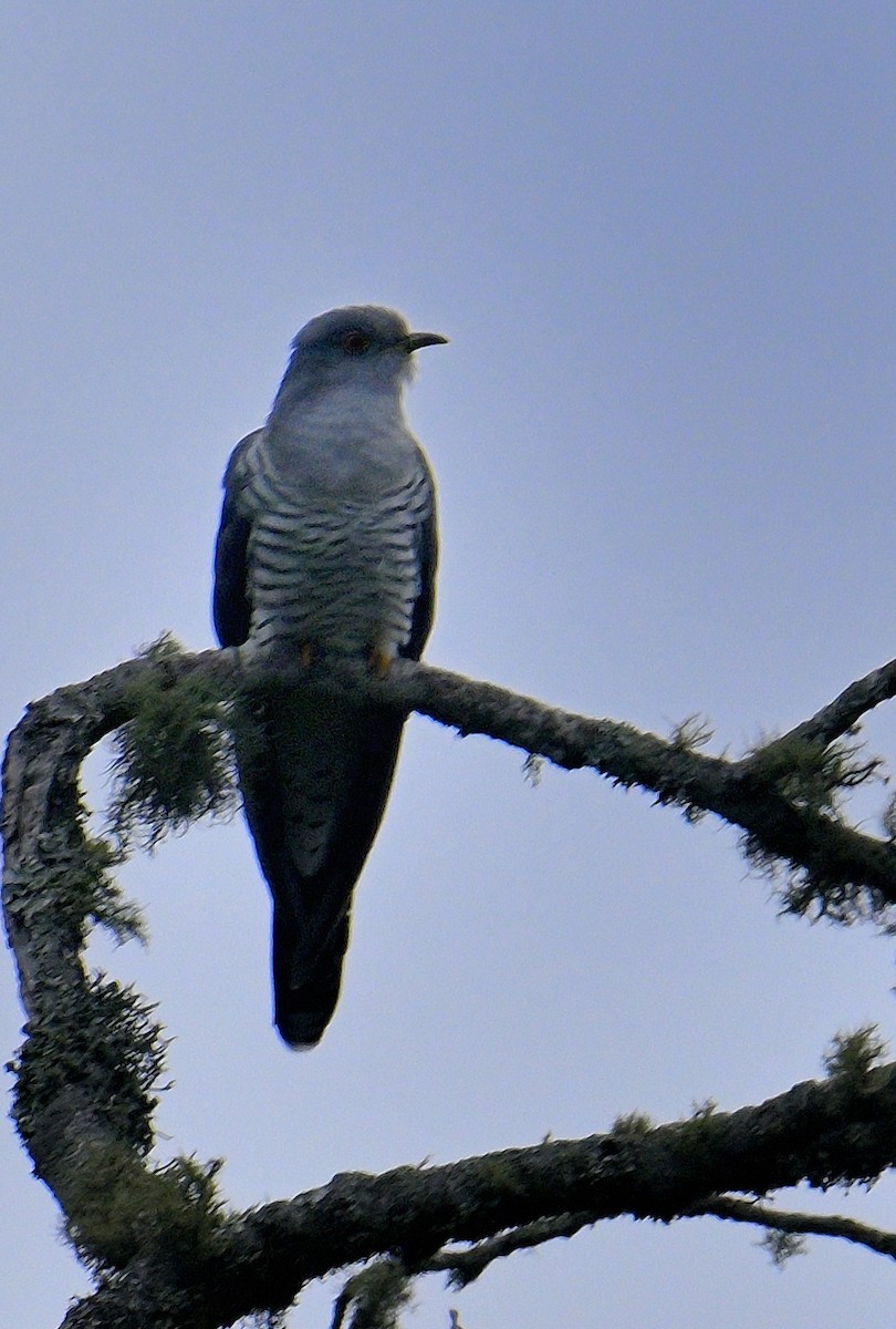 Common Cuckoo - Rajesh Gopalan