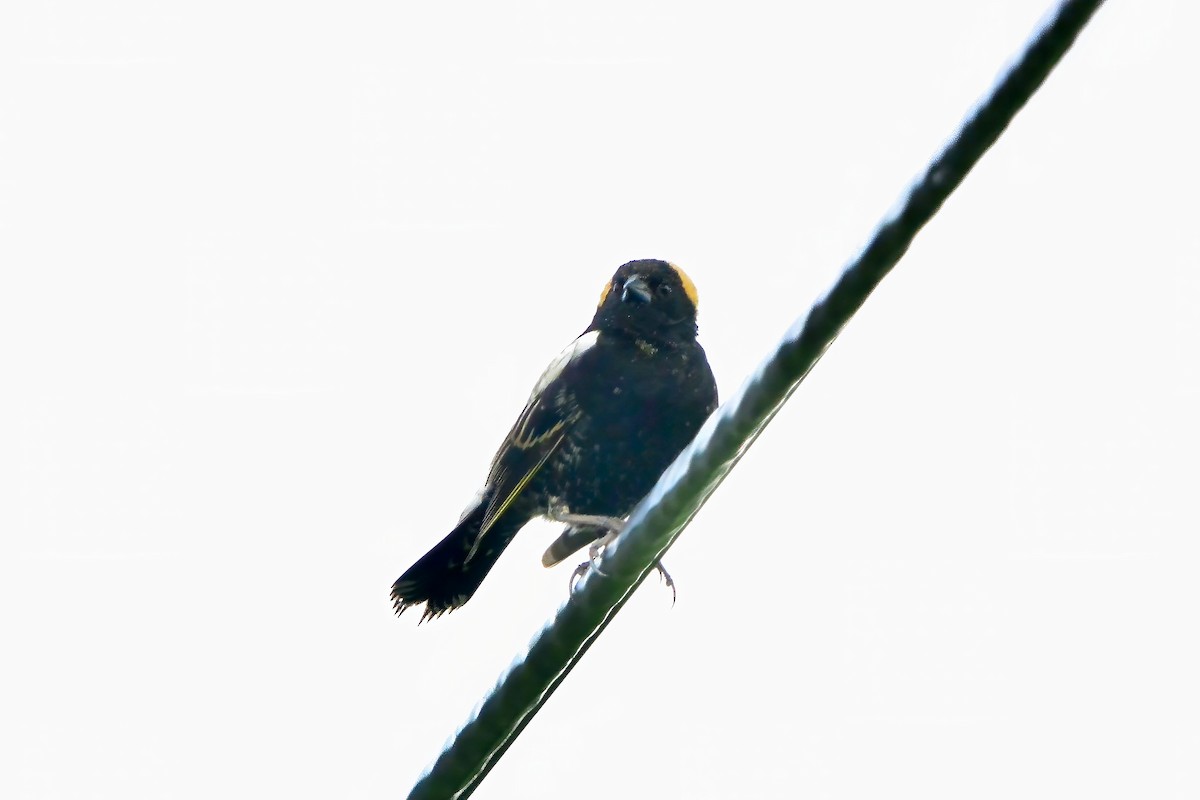 Bobolink - Seth Honig