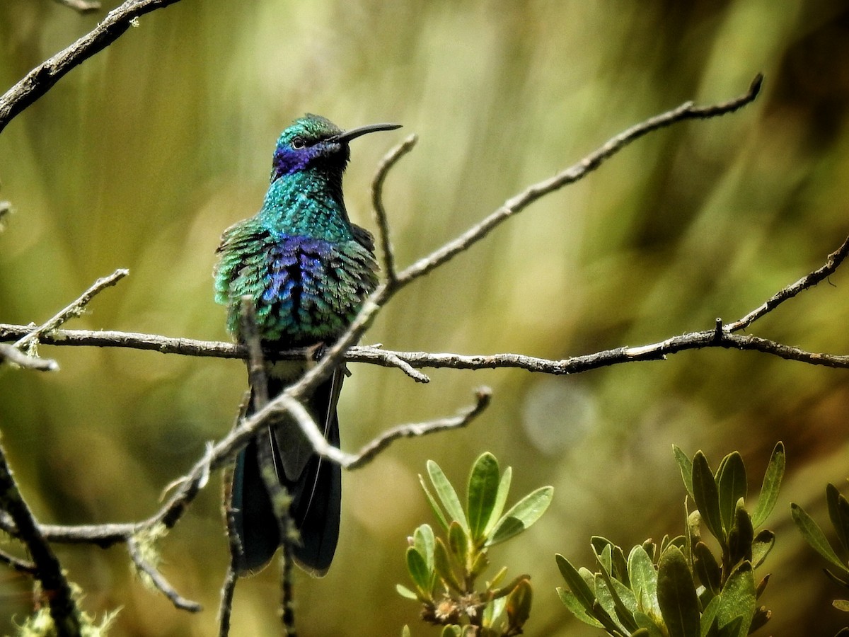 Sparkling Violetear - Fabricio Aguirre