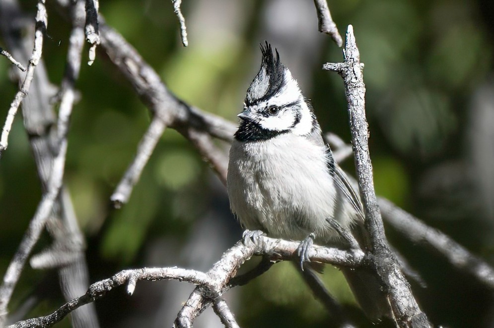 Bridled Titmouse - LAURA FRAZIER