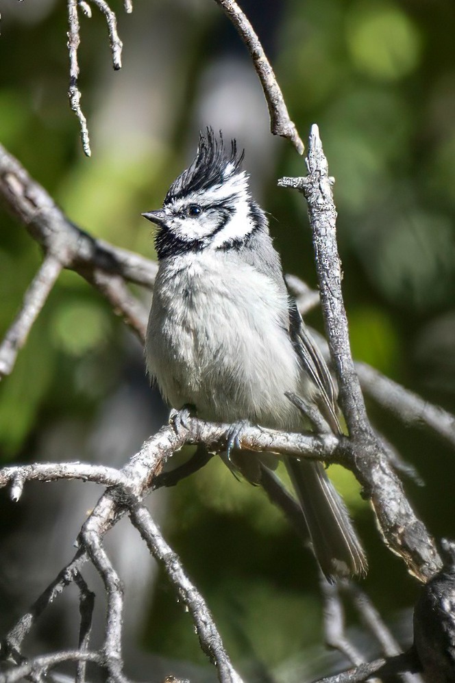 Bridled Titmouse - LAURA FRAZIER