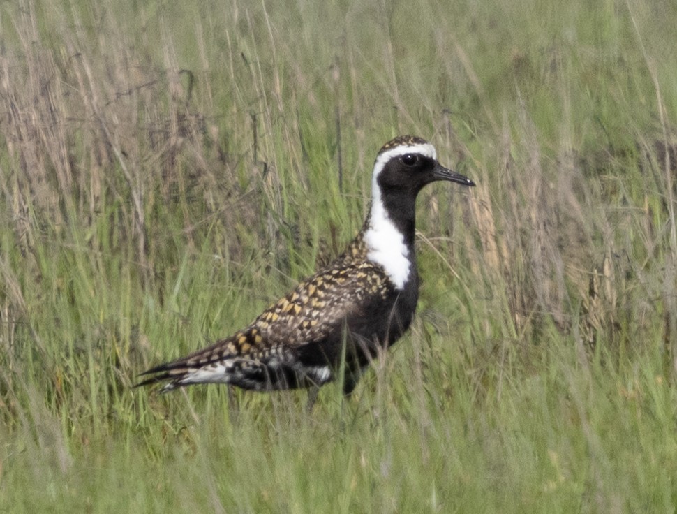 American Golden-Plover - Patrick Shure