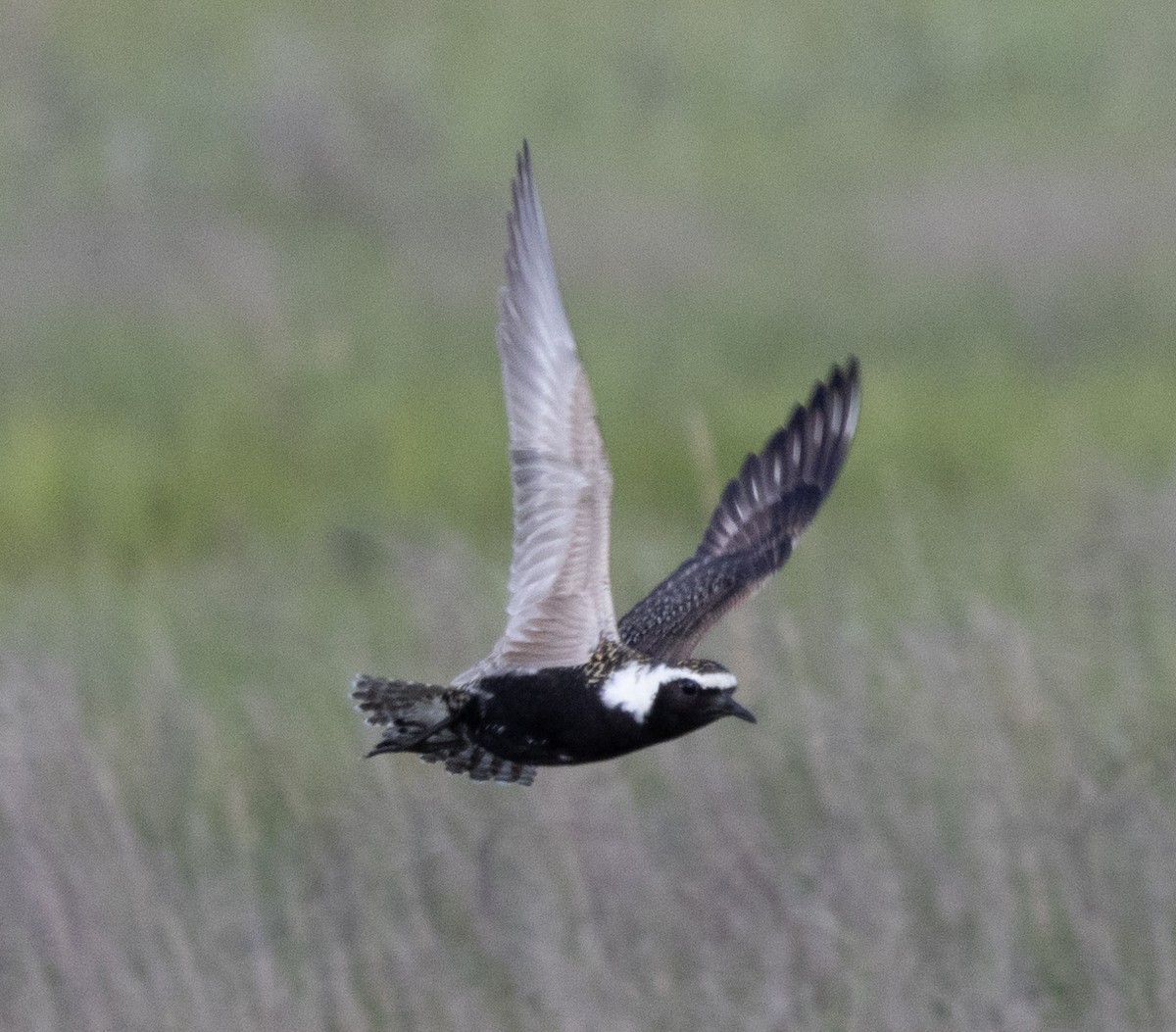 American Golden-Plover - Patrick Shure