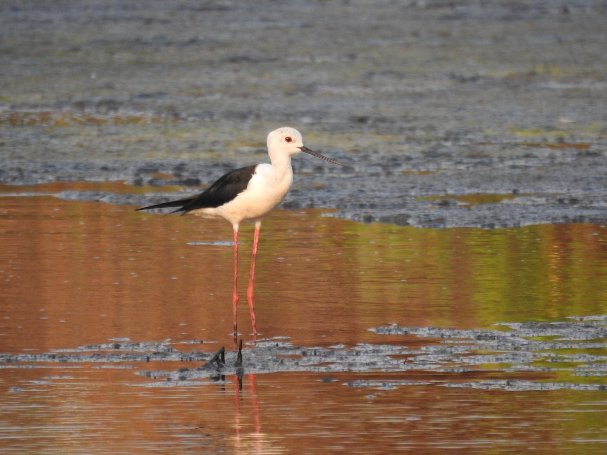 Black-winged Stilt - ML619340094