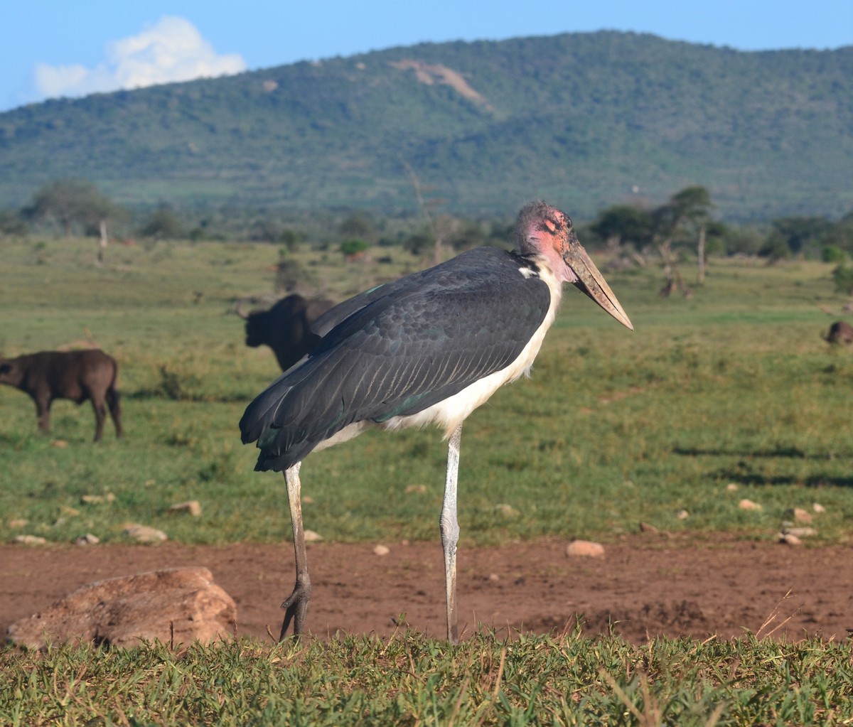 Marabou Stork - ML619340097