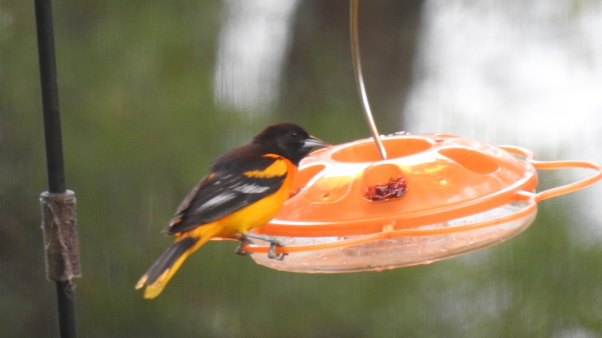 Baltimore Oriole - Anca Vlasopolos