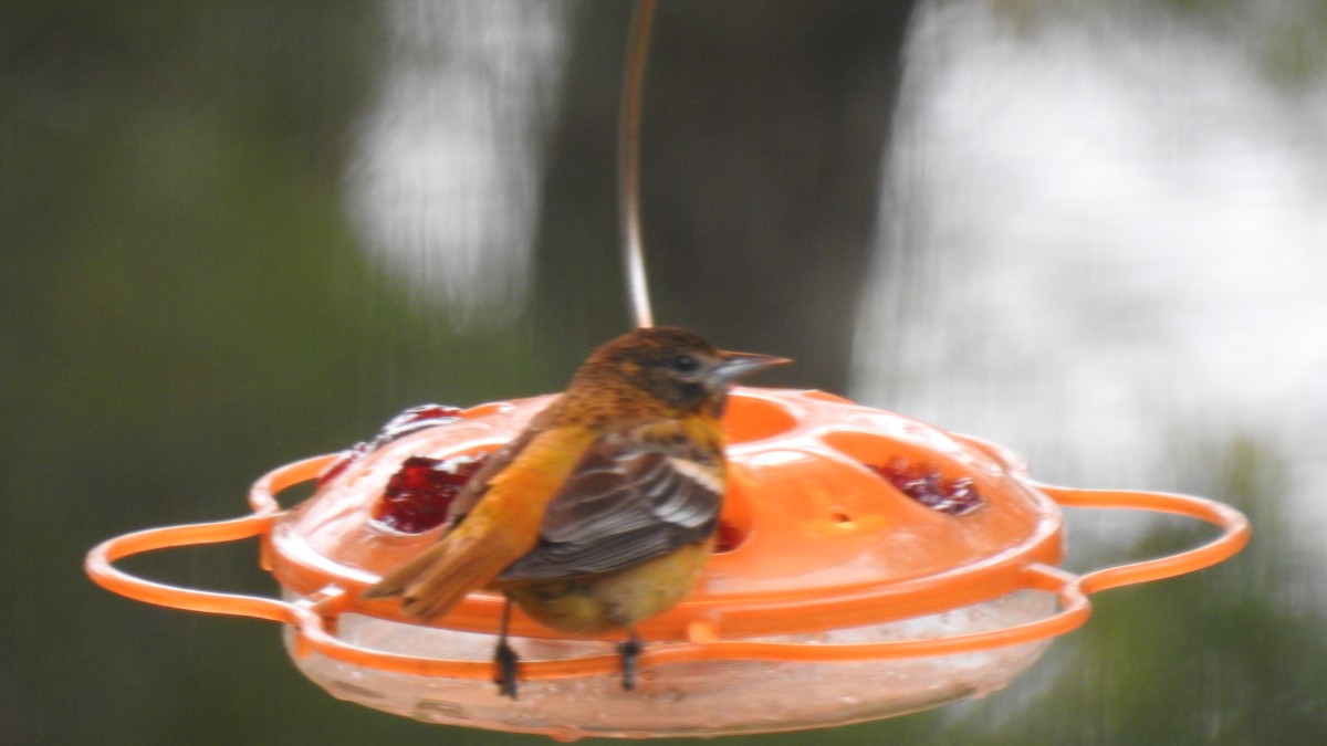 Baltimore Oriole - Anca Vlasopolos