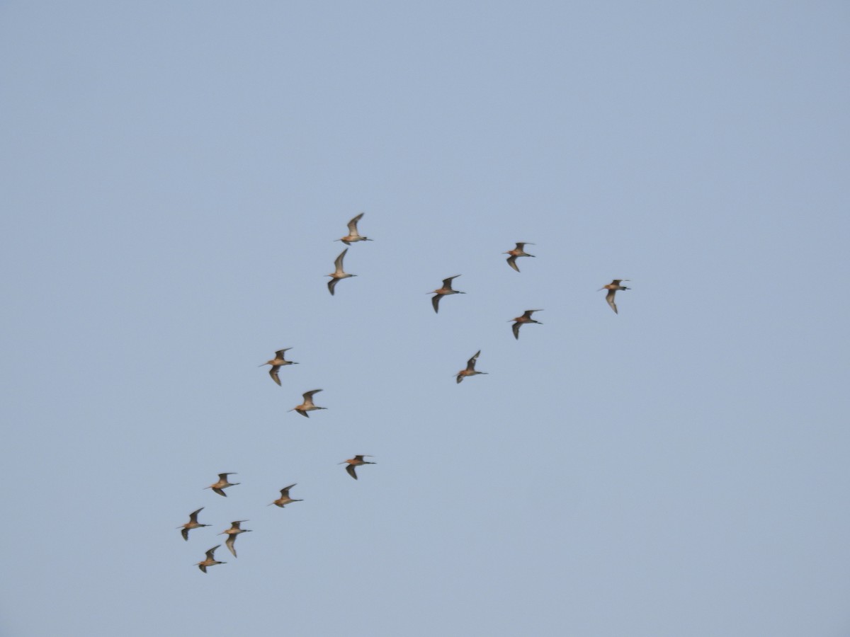 Black-tailed Godwit - Tarang Sarin